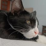Melisa
