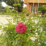 Edip