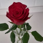 Fatma