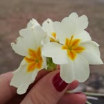 Özlem
