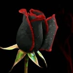 Yüksel