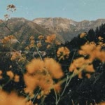 Sıla