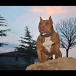 Cengiz