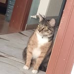 Dilek