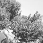 Arzu