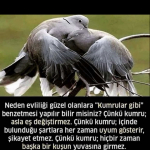 Sibel