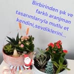 Arife