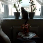 Vildan