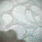 Servan