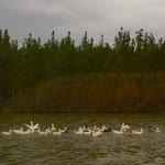 Serdar