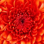 Yasemin