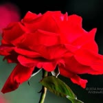 Feride