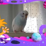 Songül