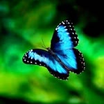 Sibel