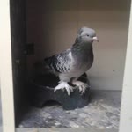 Rıza