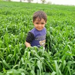 Mahmut