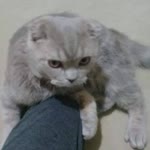 Merve