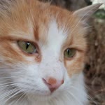 Miraç