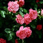 Meryem