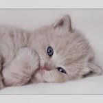 Yasemin