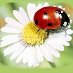 Filiz