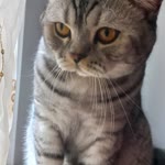 Yavuz