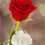 Ceren