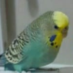 Soğan