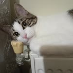 Meral