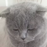 Özge
