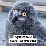 Дина