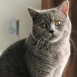 Kader
