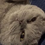 Doruk