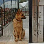 Çağrı