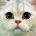 Hasan