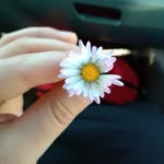 Yonca