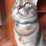 Zehra