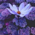 Merve