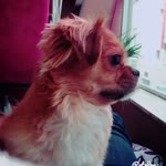 Tuana