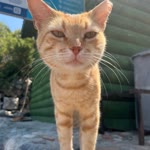 Yiğit