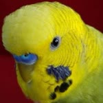 Erhan