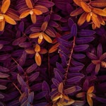 Zeynep