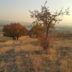 Sadık