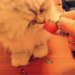 Elif