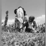 Hatice