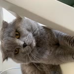 Zeynep