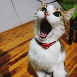 Burcu