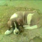 Baran