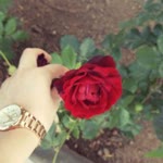 Dilan