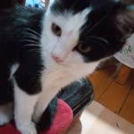 Zeynep